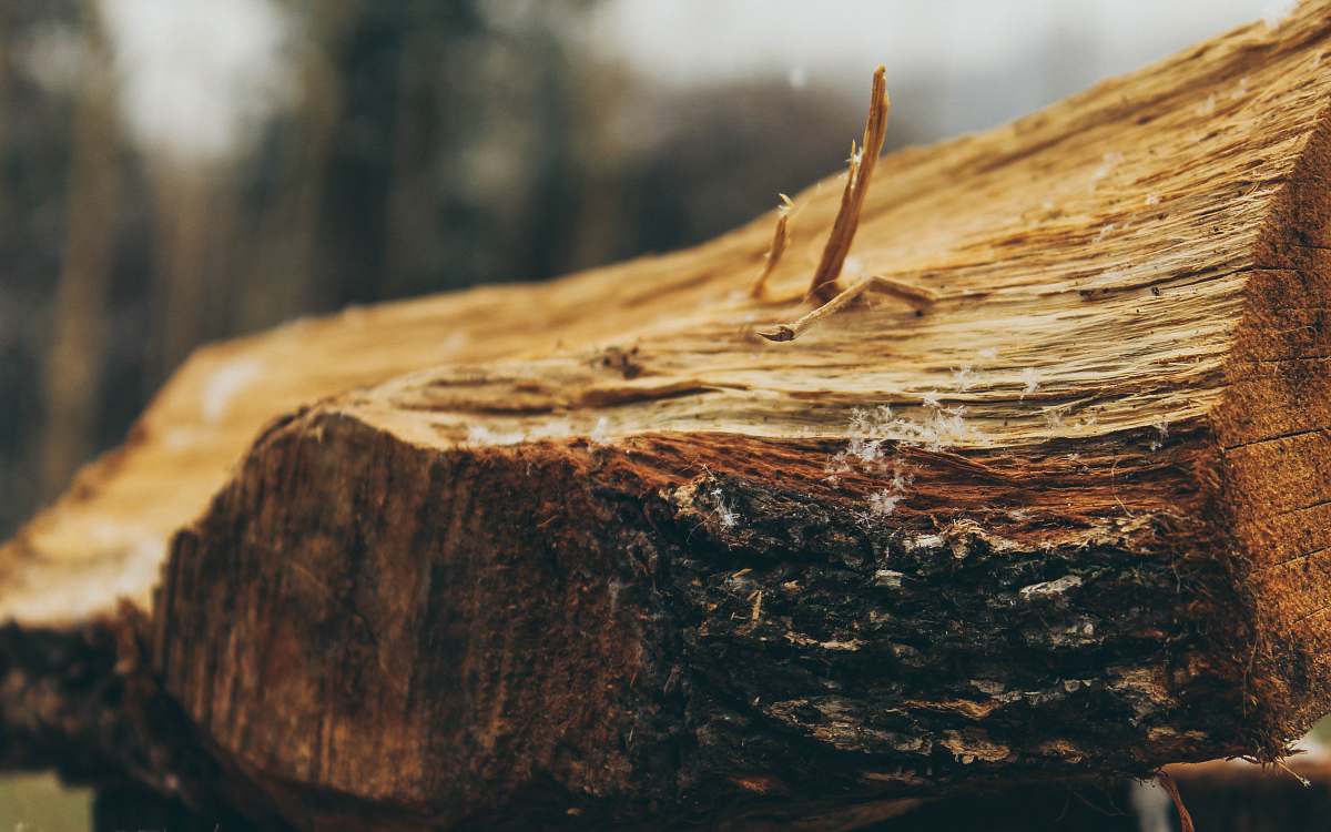 tree stump shallow focus photo of brown wood log macro